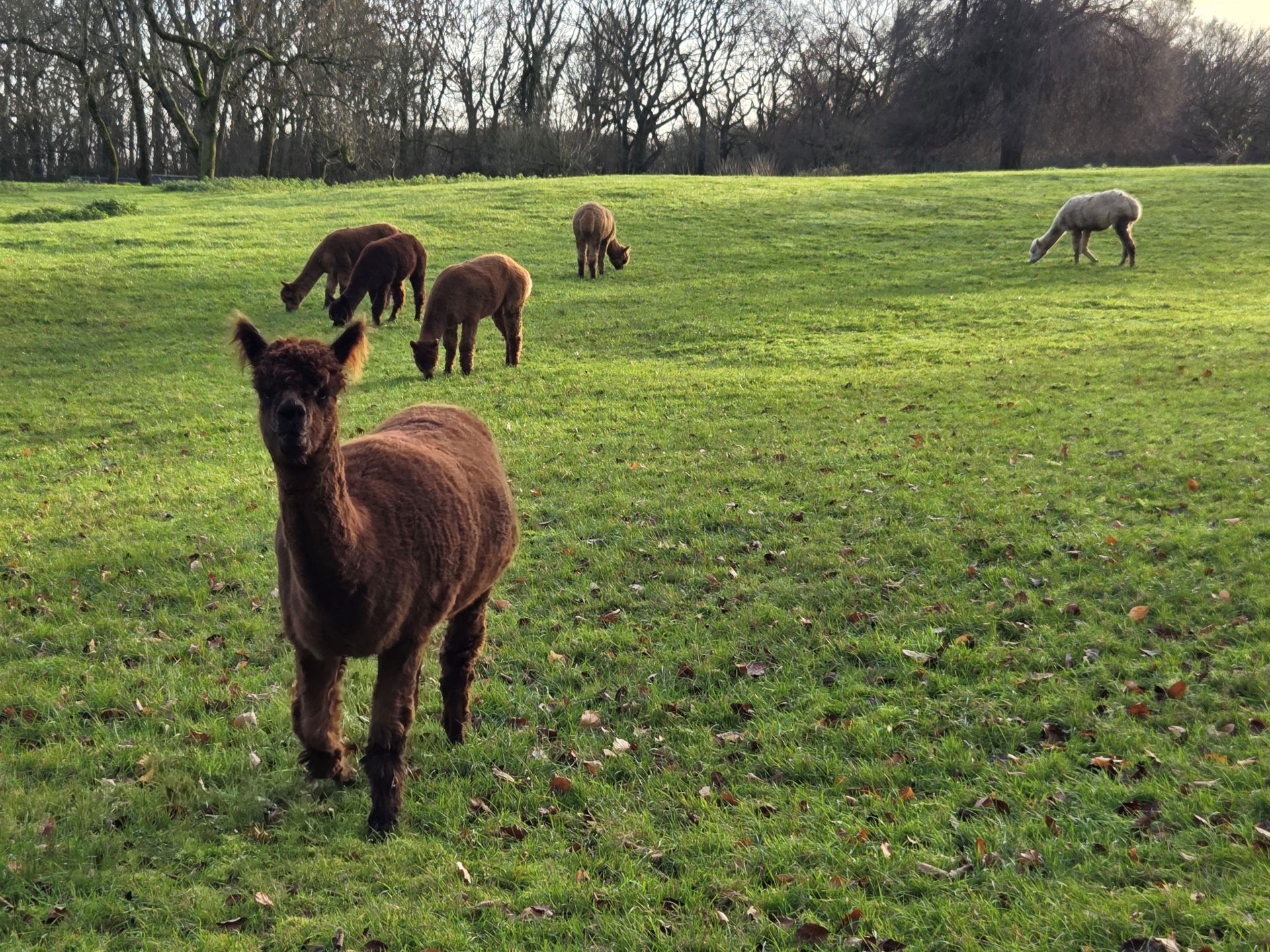 Alpacas in a field near Kites Wood